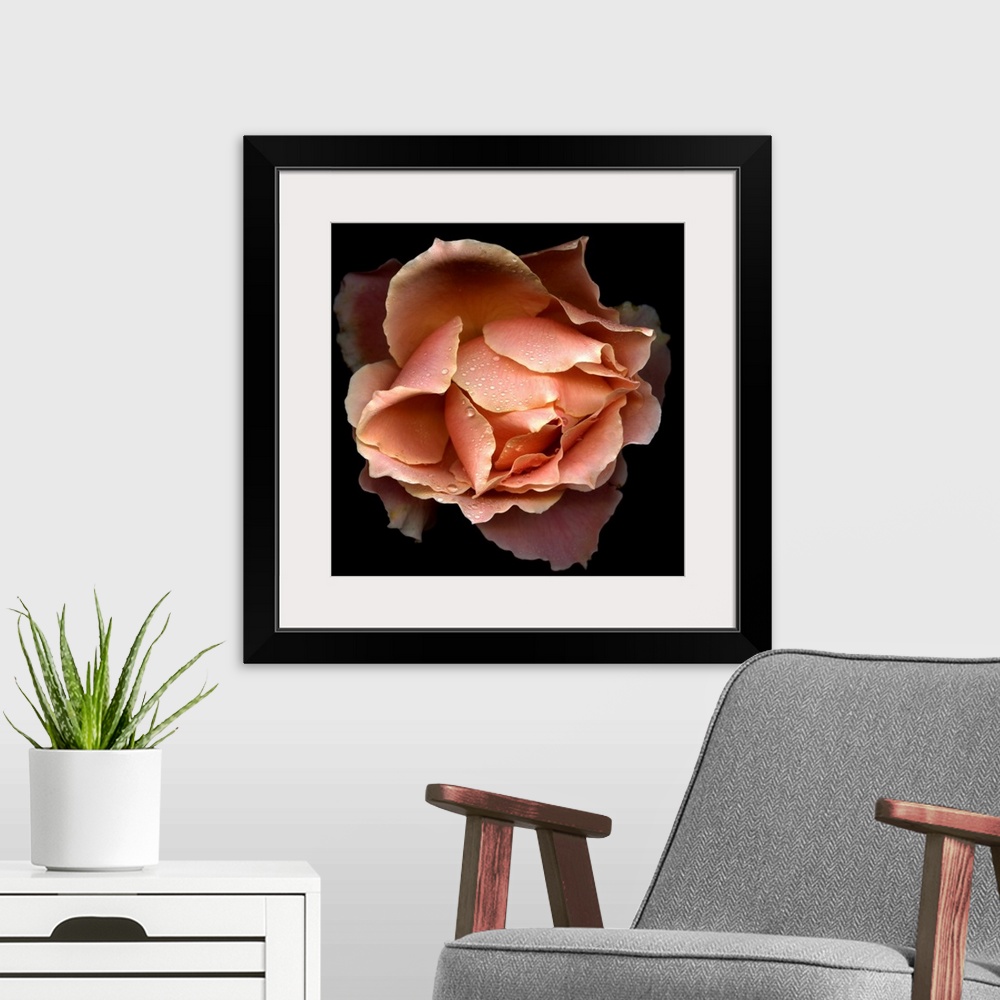 A modern room featuring Salmon coloured rose from the top showing petals opening. This rose type is called, Just Joey.