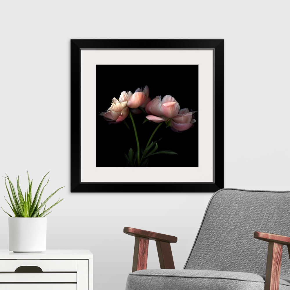 A modern room featuring Square photo on canvas of two flowers against a dark background.