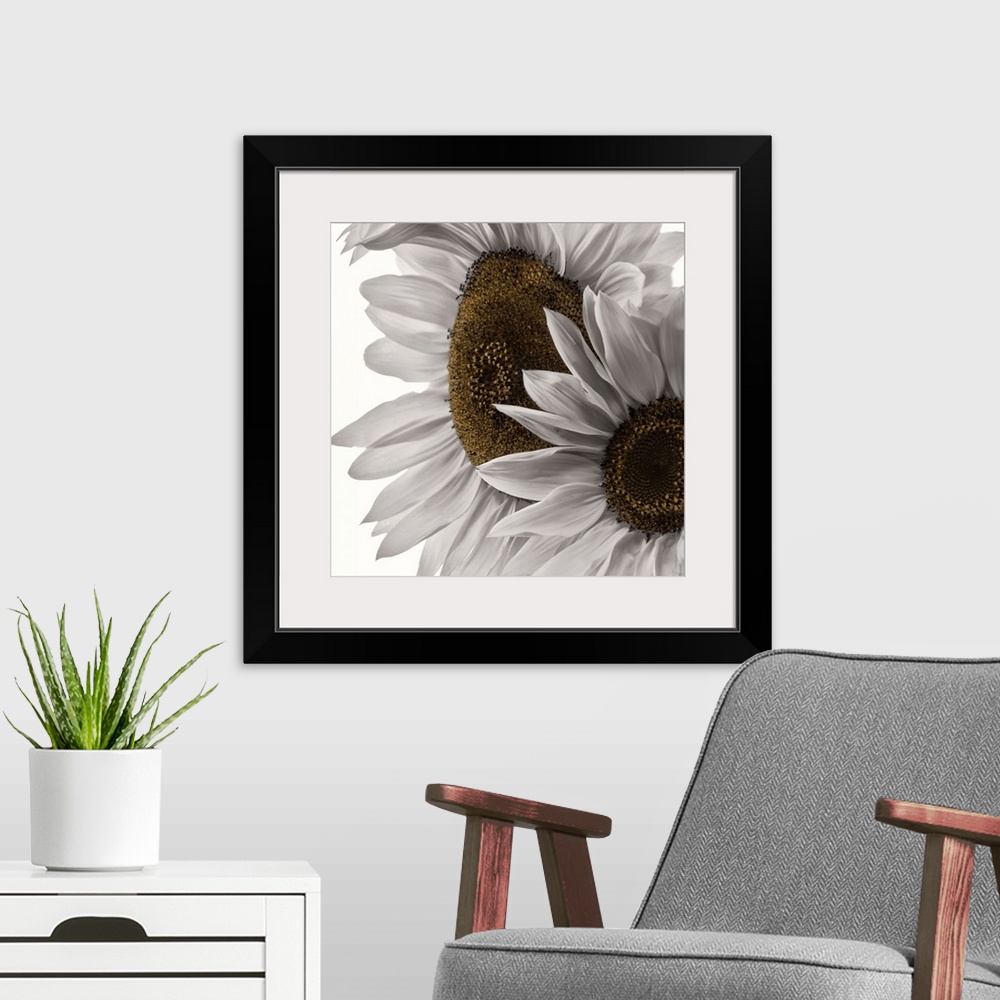 A modern room featuring Two colorless sunflowers photographed in front of a blank backdrop.