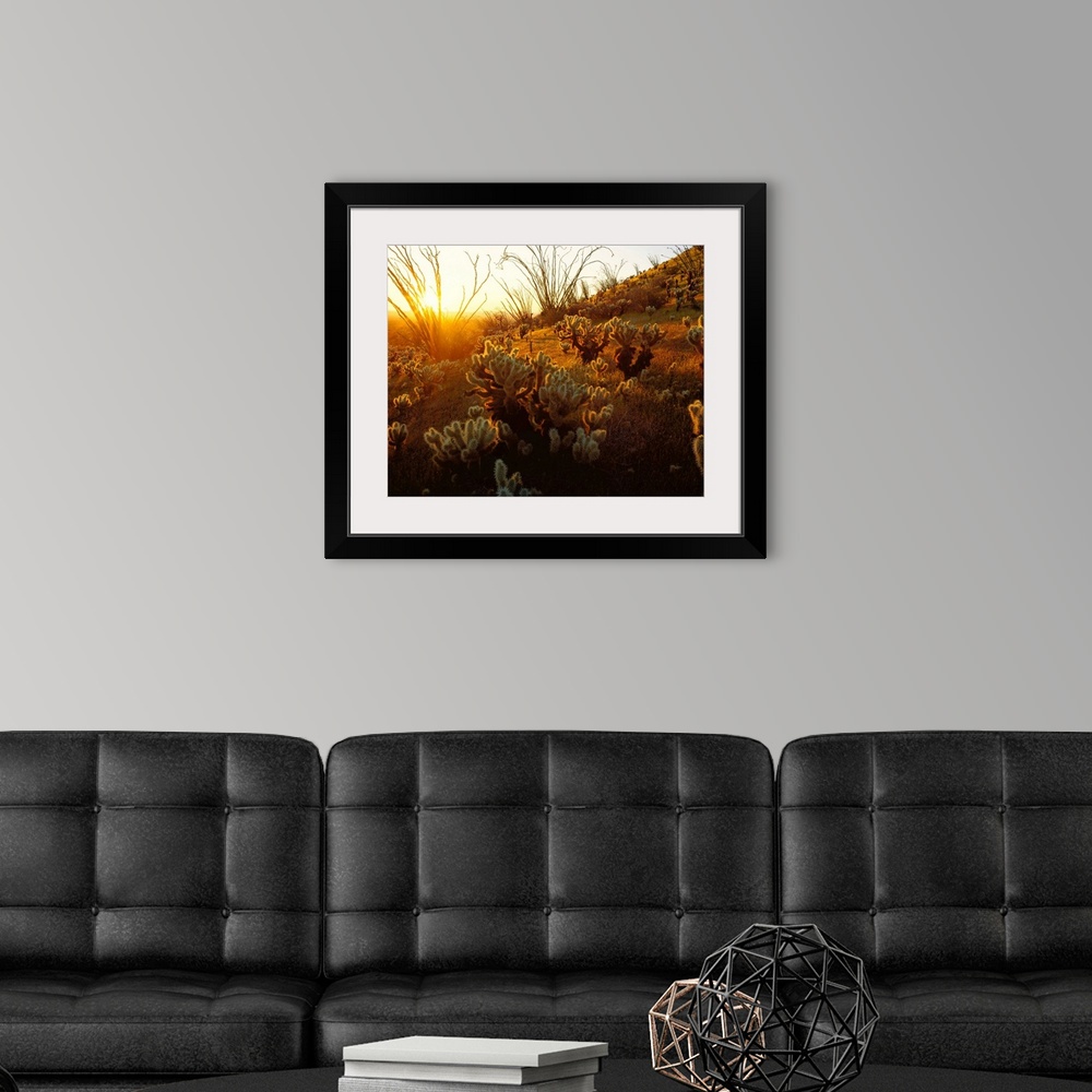 A modern room featuring Giant photograph focuses on a field of cactus plants sitting on a hill within the dry wilderness ...