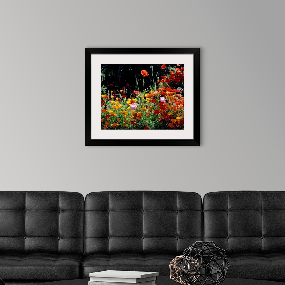 A modern room featuring Close up photograph of poppies growing on the west coast.