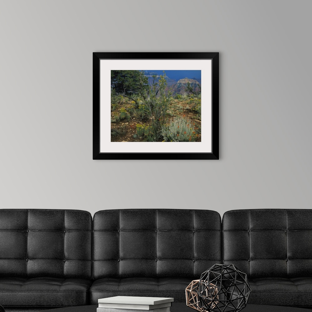 A modern room featuring Rabbit brush plants on a landscape, Grand Canyon National Park, Coconino County, Arizona