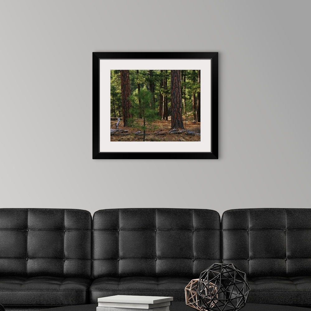 A modern room featuring Panoramic photograph of woods scattered with pine cones and dead tree logs.