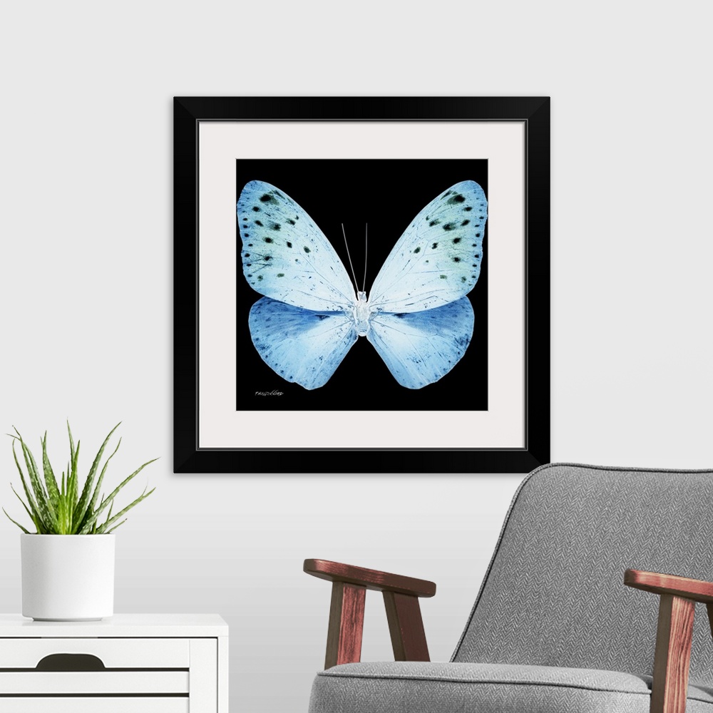 A modern room featuring Exclusive collection Miss Butterfly X-RAY. It is an astonishing series of X-ray photographs of ex...