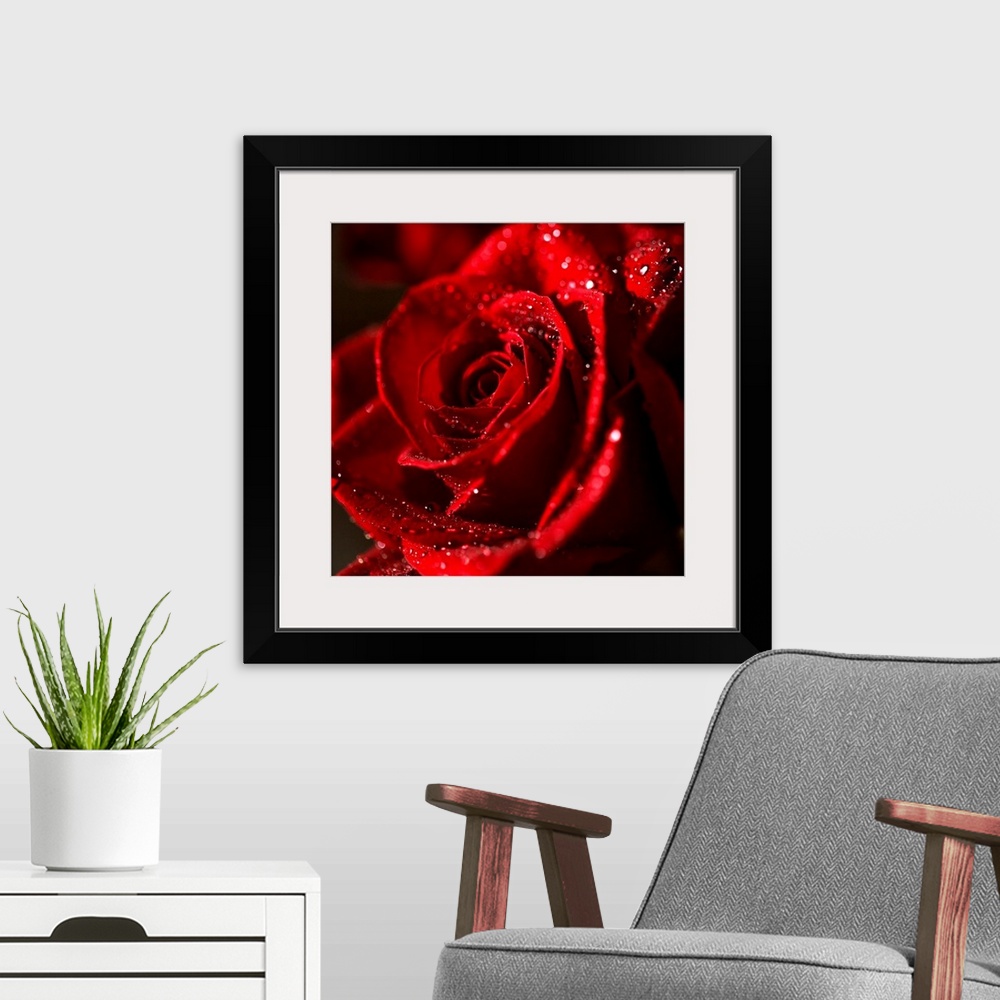 A modern room featuring The Bokeh Rose
