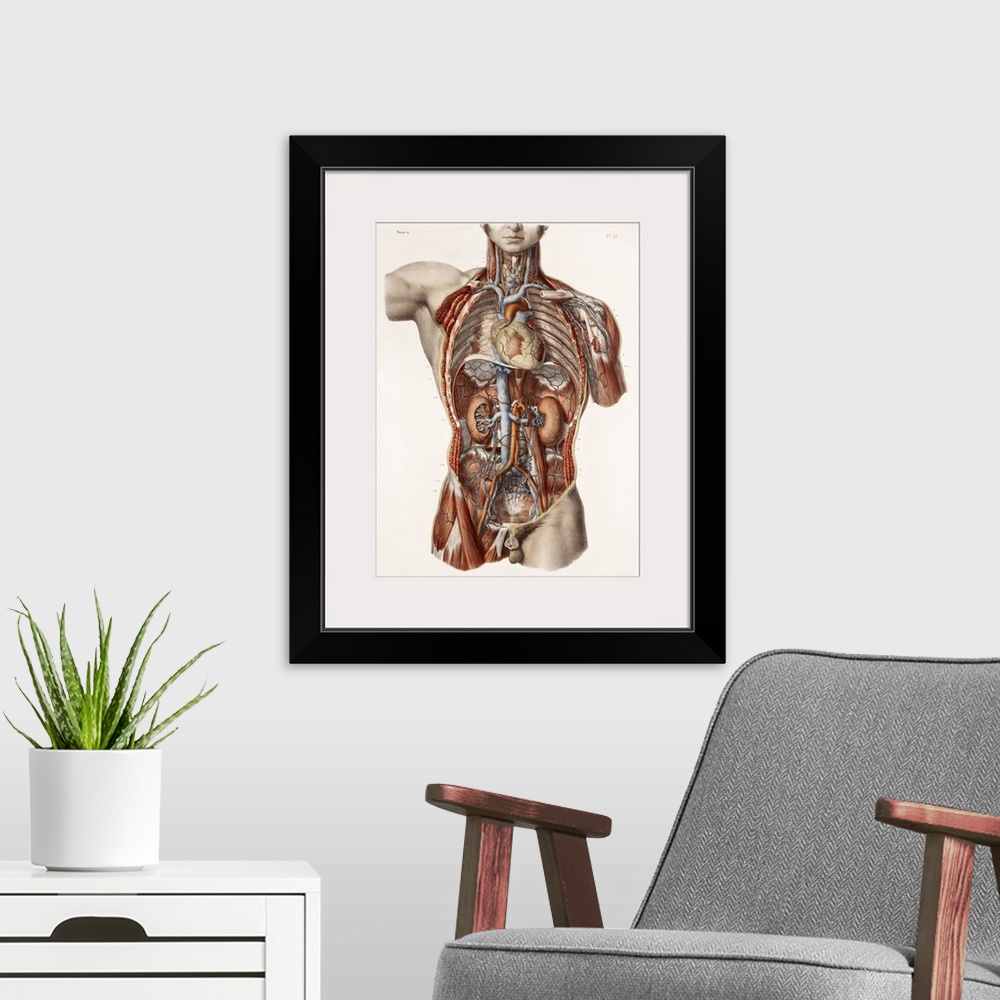 A modern room featuring Cardiovascular system, historical artwork. 19th Century hand coloured lithographic print showing ...