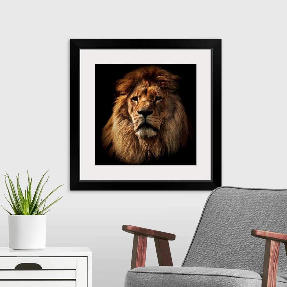 A modern room featuring Lion portrait on black background. Big adult lion with rich mane.