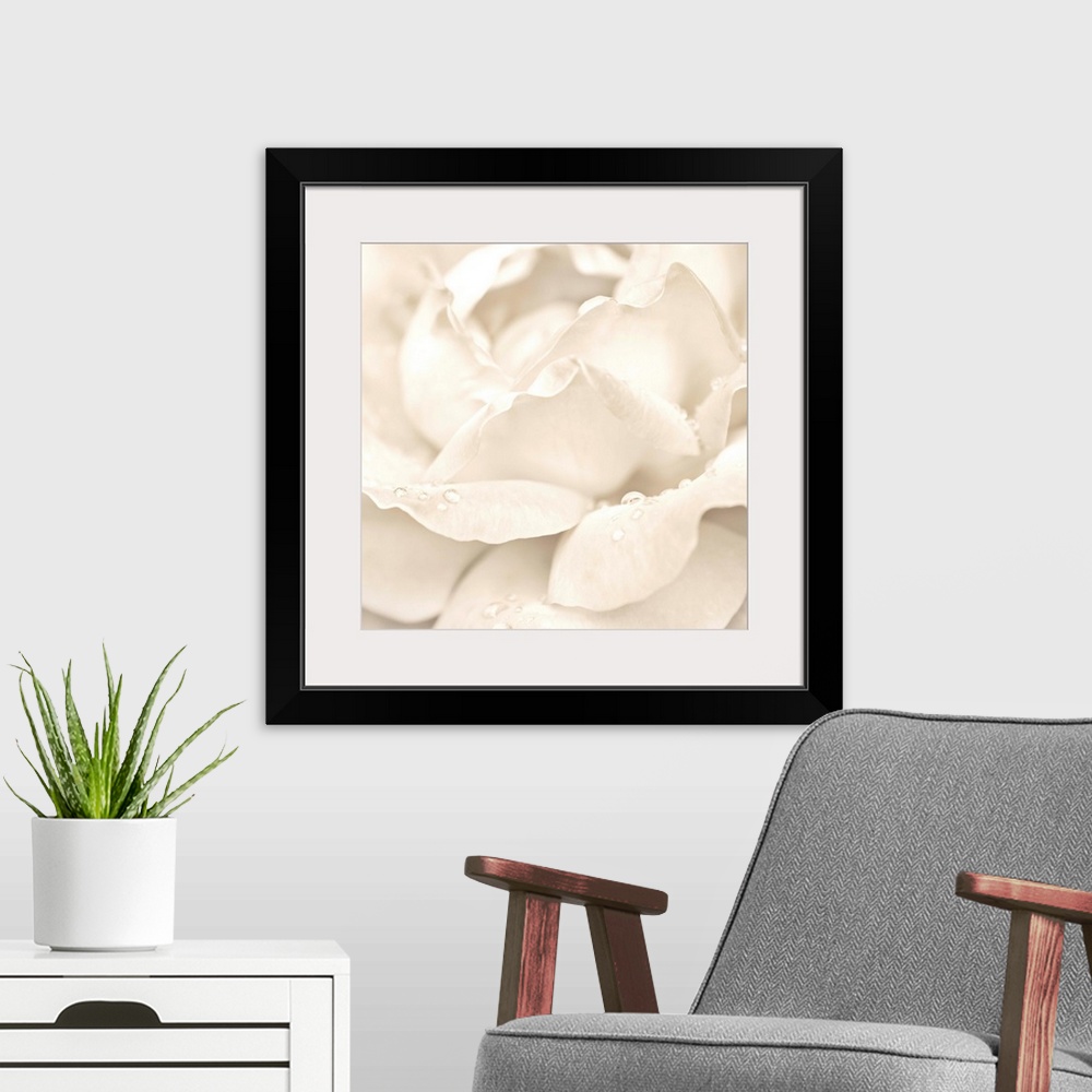 A modern room featuring Abstract Macro Shot Of Beautiful Cream Rose Flower With Water Drops. Floral Background