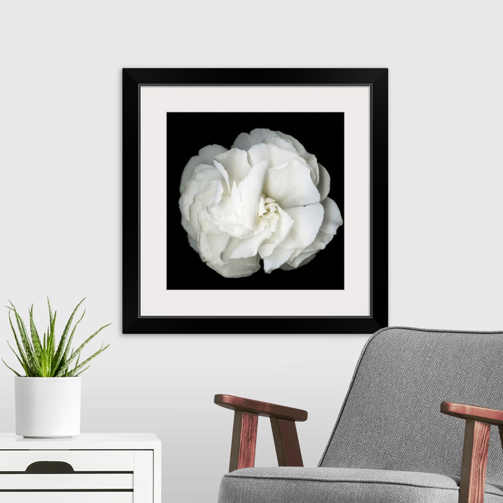 A modern room featuring Square photograph of a soft white flower on a dark black background.