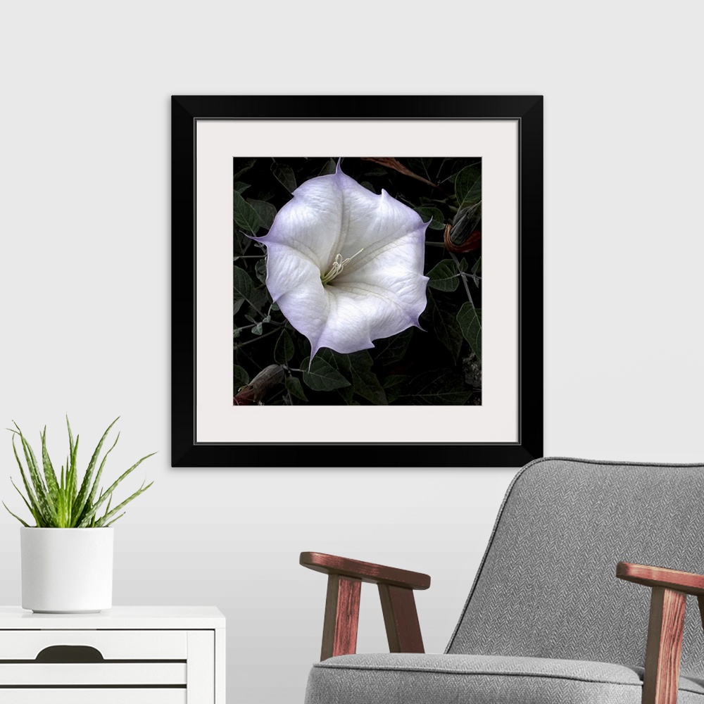 A modern room featuring Close-up of a vibrant white flower with soft pastel edges against a dark leafy background.