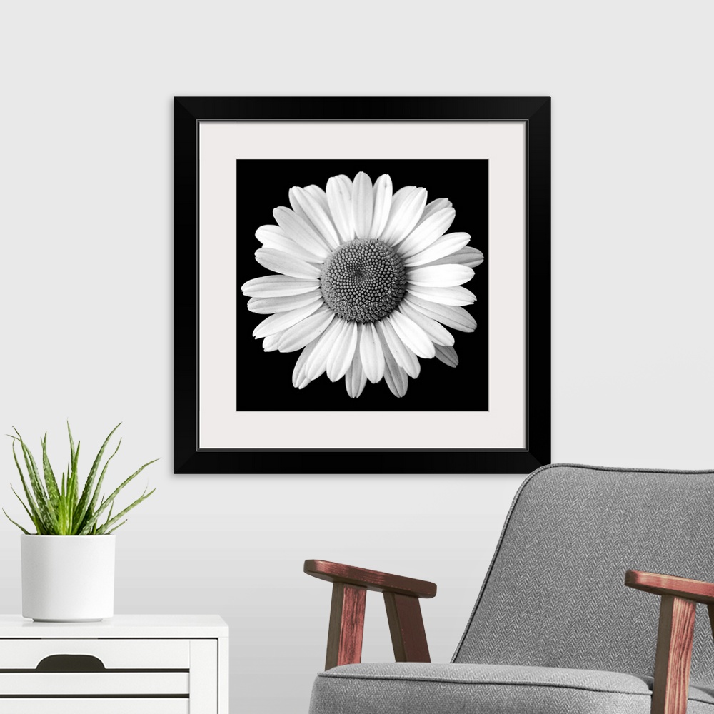 A modern room featuring Black and White, Square Photograph of a Daisy Flower