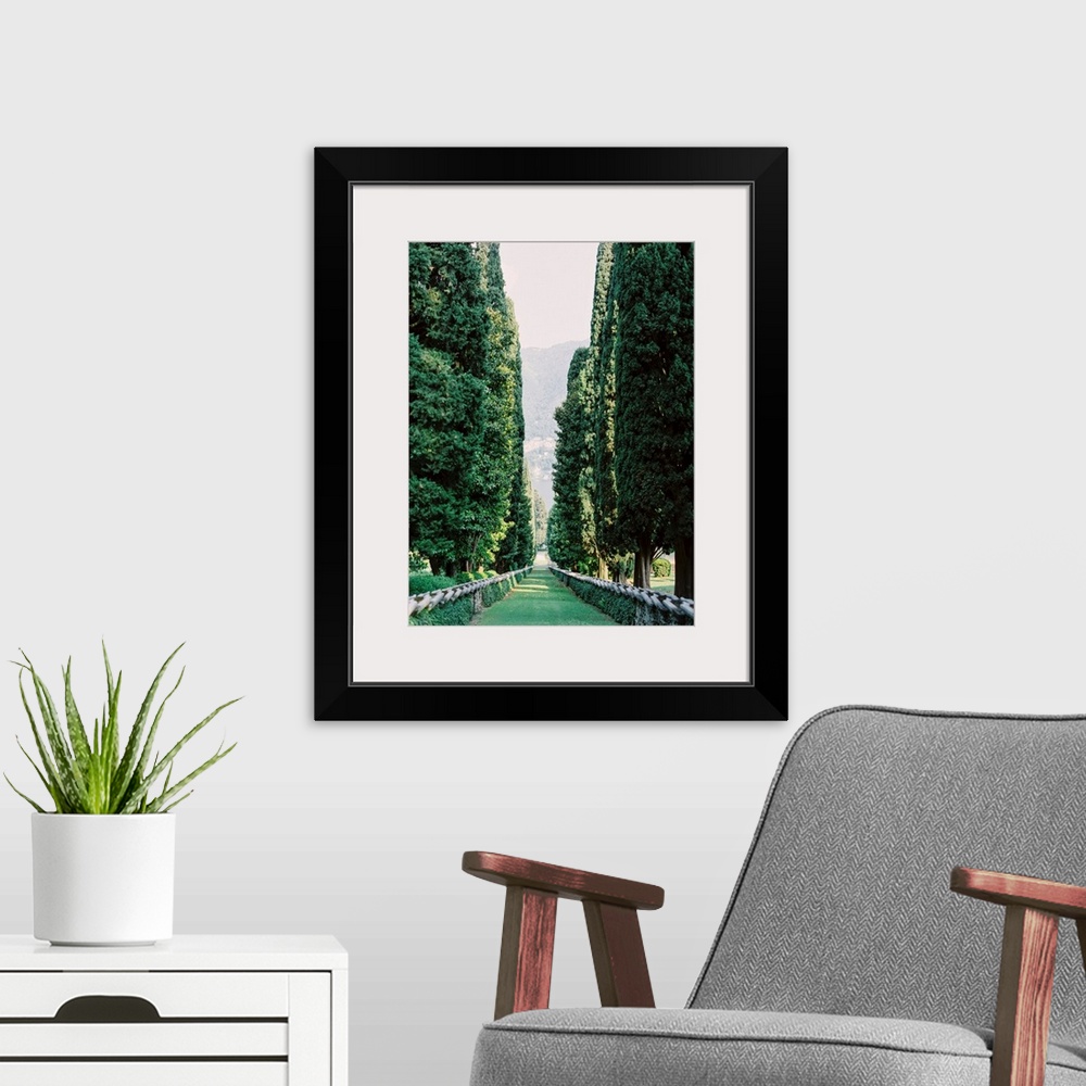 A modern room featuring Photograph taken between an avenue of tall trees, Lake Como, Italy.