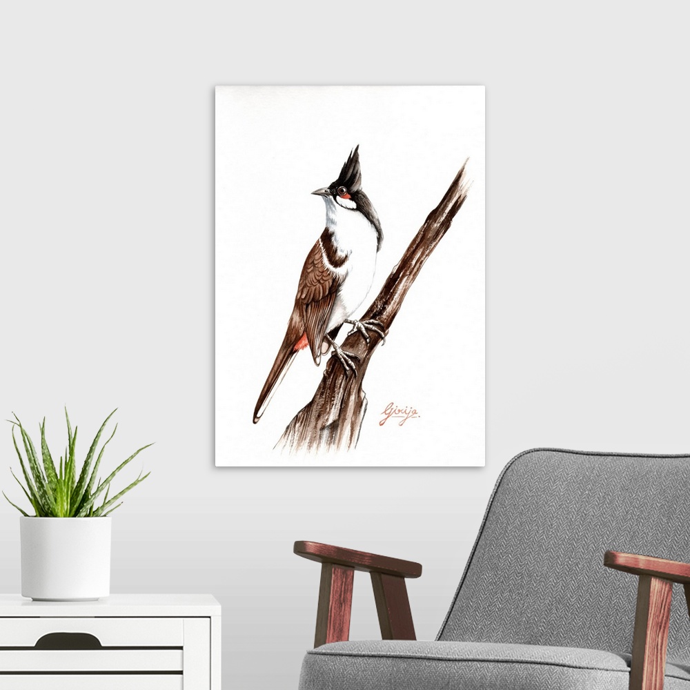 A modern room featuring The red-whiskered bulbul is has brown upper-parts and whitish underparts with buff flanks and a d...