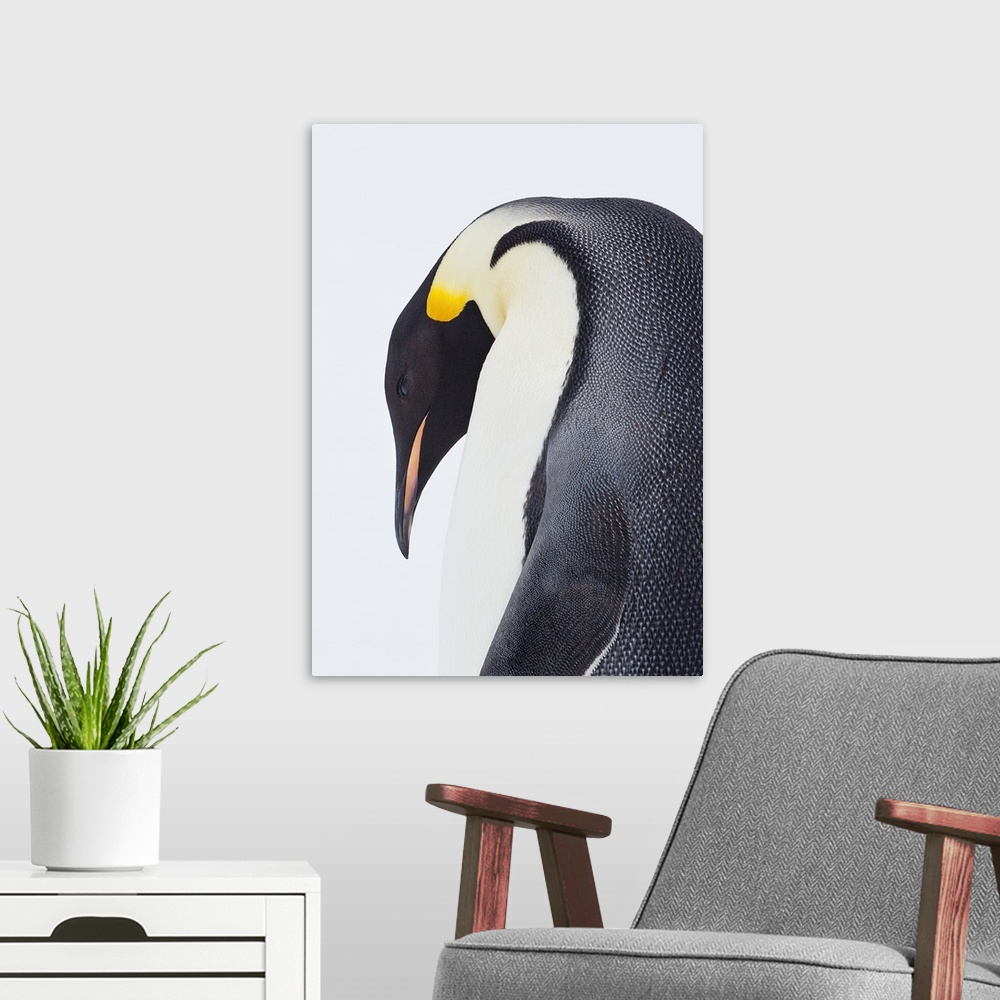 A modern room featuring Snow Hill, Antarctica. Close-up of Emperor penguin.
