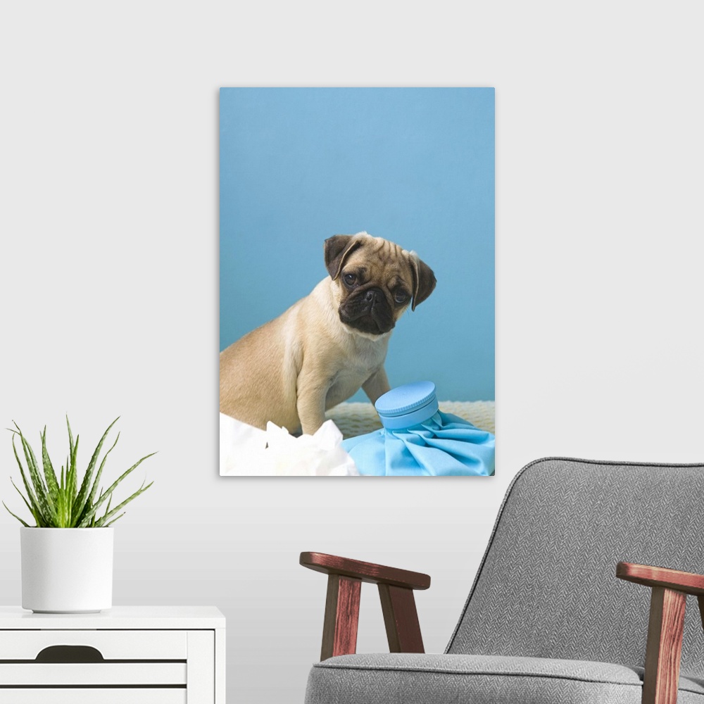 A modern room featuring Pug dog sitting on bed by hot water bottle and tissues