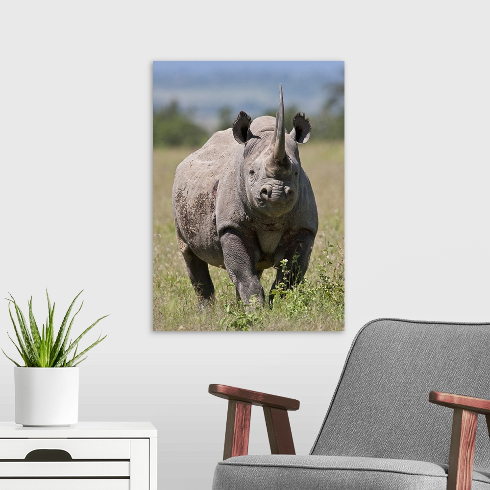 A modern room featuring An alert black rhino. Mweiga, Solio, Kenya.