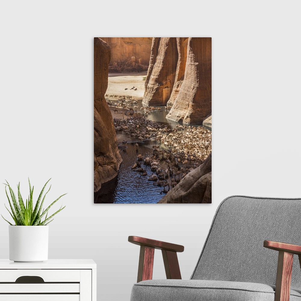A modern room featuring Chad, Wadi Archei, Ennedi, Sahara. A large herd of camels watering at Wadi Archei, an important s...