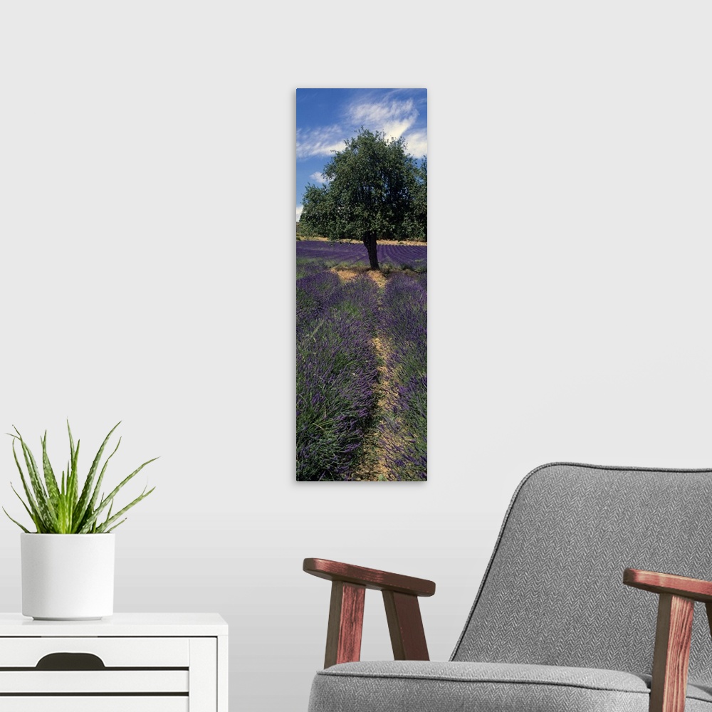 A modern room featuring Lavender crop in a field, Provence, Provence Alpes Cote dAzur, France