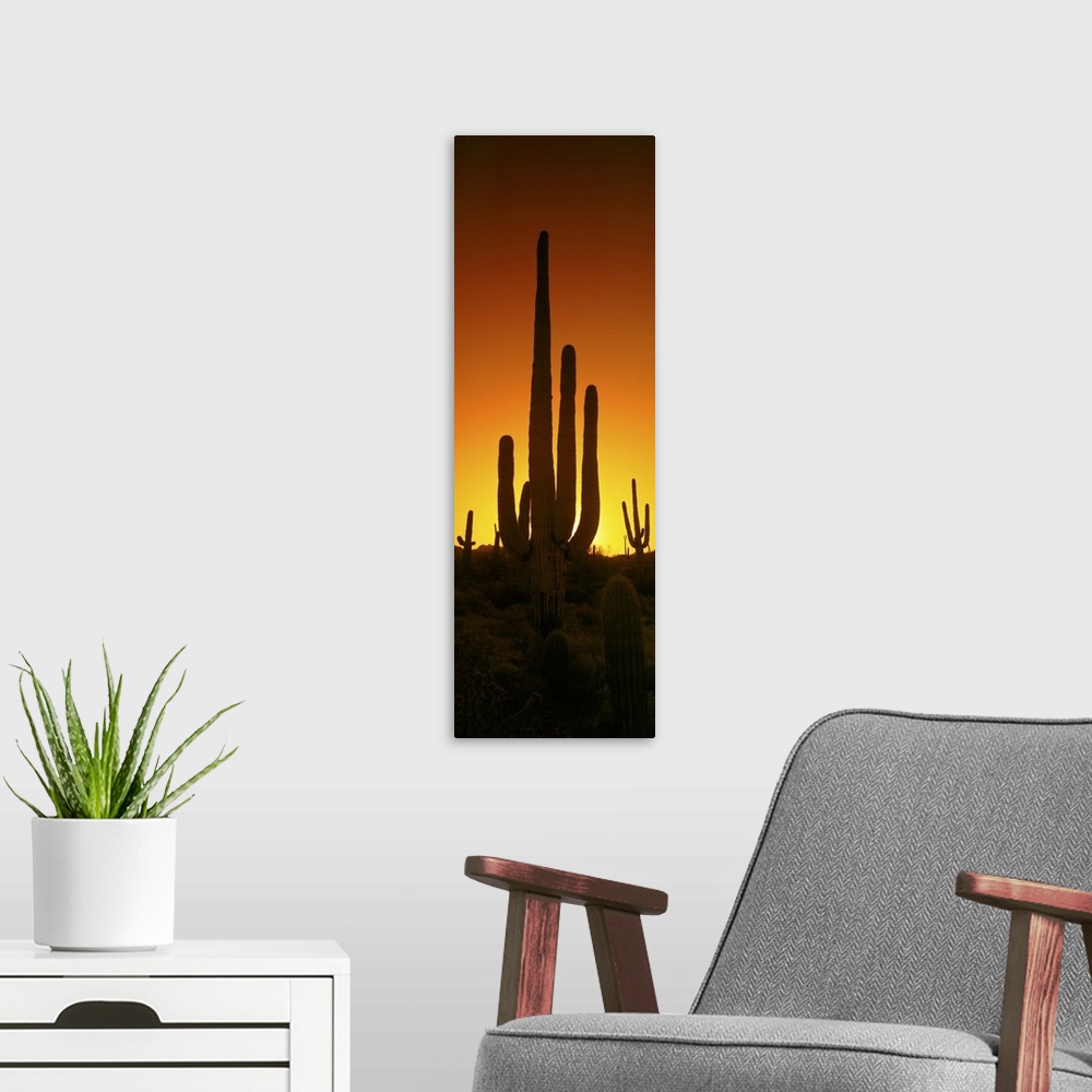 A modern room featuring Saguaro cactus (Carnegiea gigantea) in a desert at dusk, Arizona