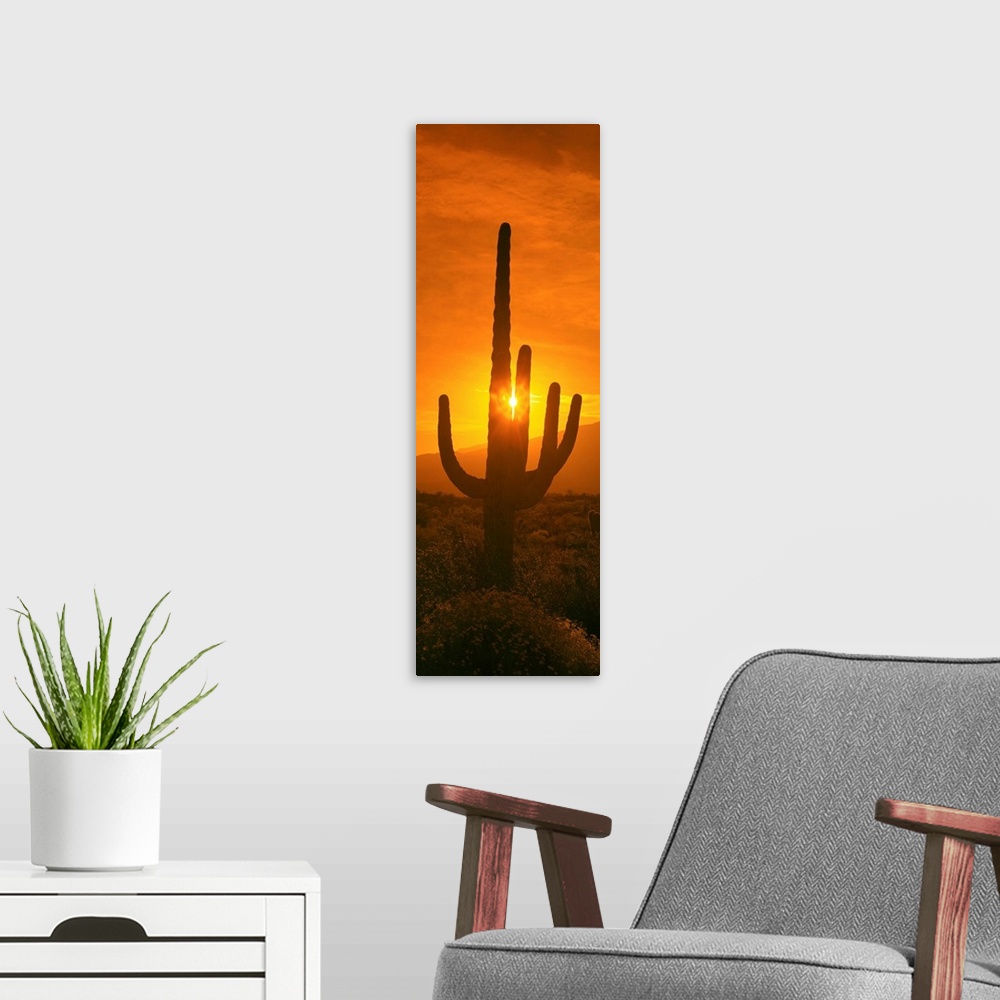A modern room featuring Saguaro cactus (Carnegiea gigantea) in a desert at sunrise, Arizona