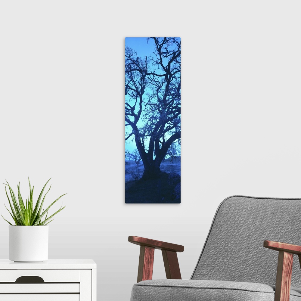 A modern room featuring Silhouette of oaks trees, Central Coast, California