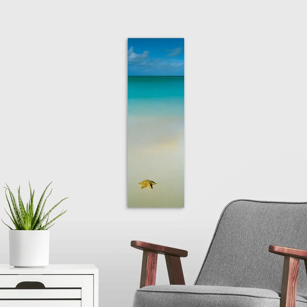 A modern room featuring Starfish on the beach, cat island, bahamas.