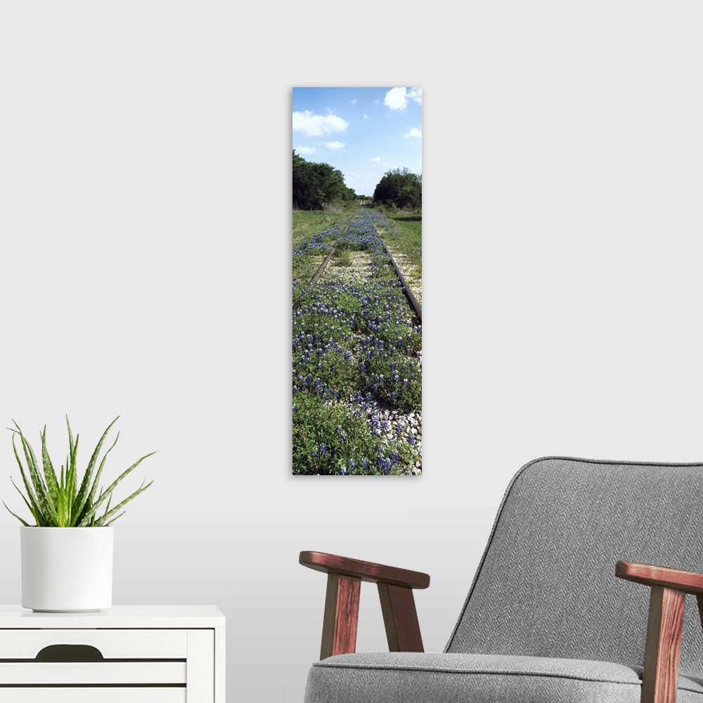 A modern room featuring Texas bluebonnet flowers on deserted railroad track, Texas Hill Country, Texas