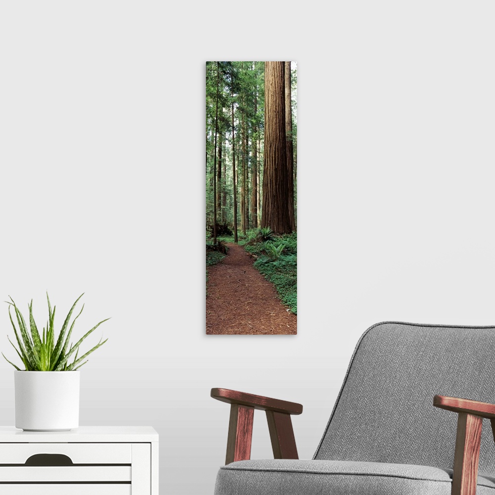 A modern room featuring Trail passing through a redwood forest Redwood National Park California