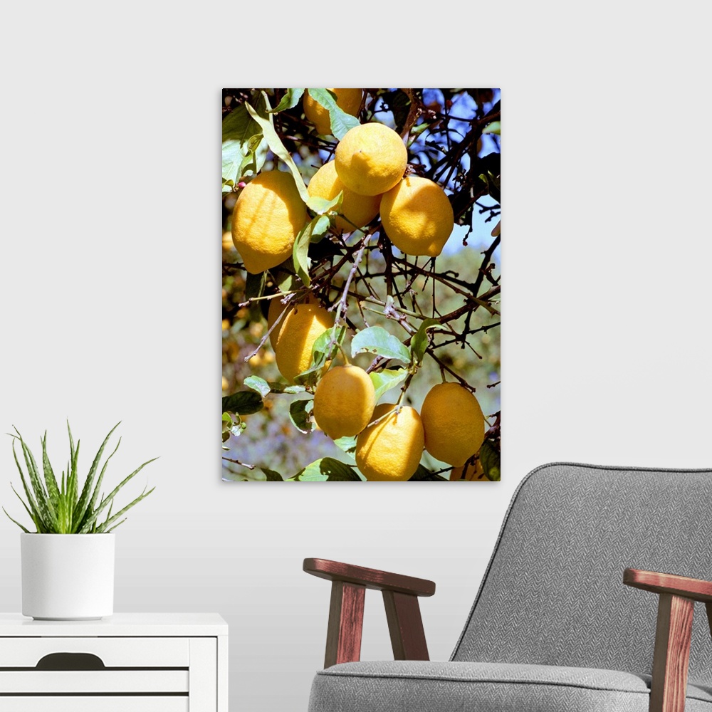 A modern room featuring Lemons (Citrus limon) on the branch of a tree. Lemons are a good source of vitamin C.