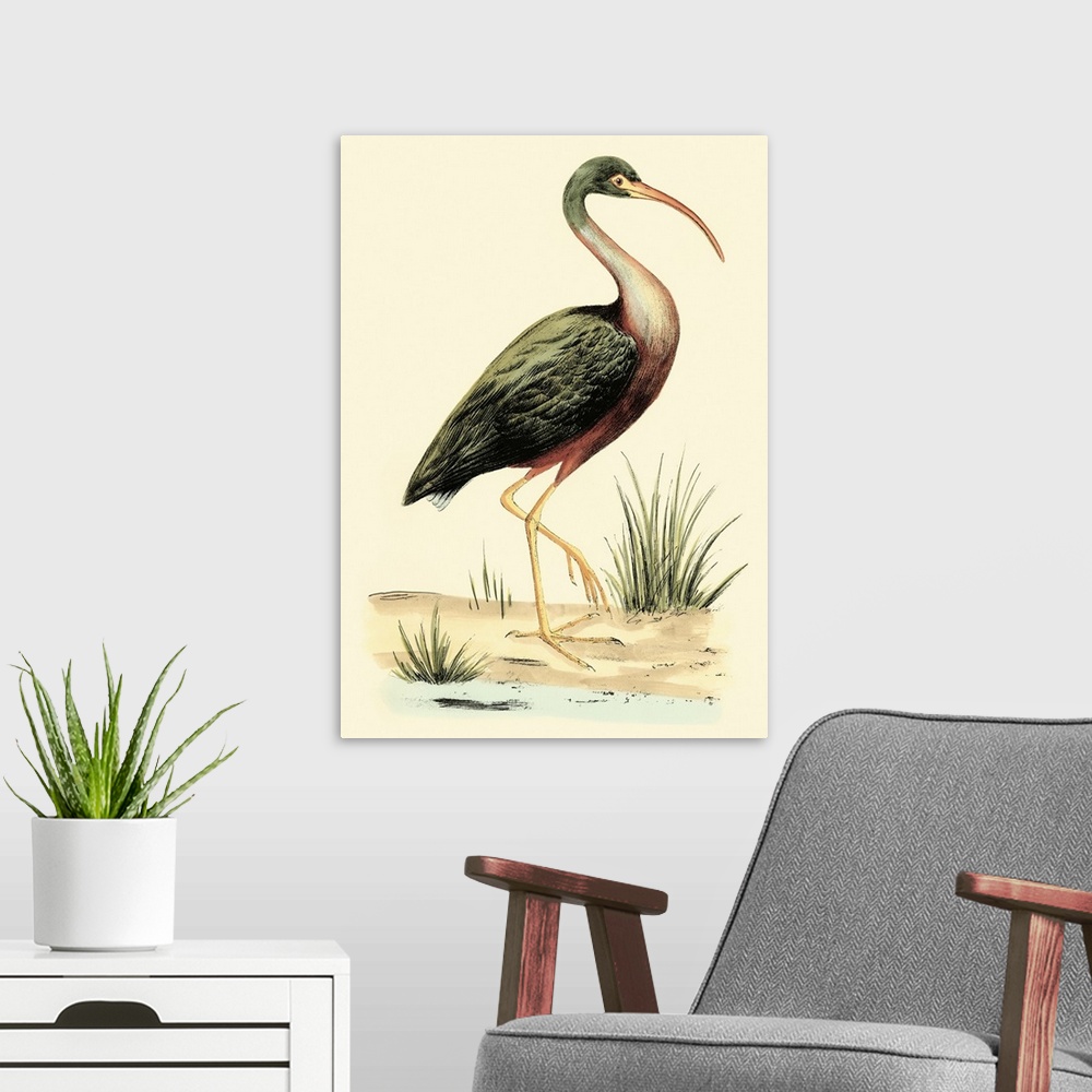 A modern room featuring Vintage stylized illustration of a species of Ibis.