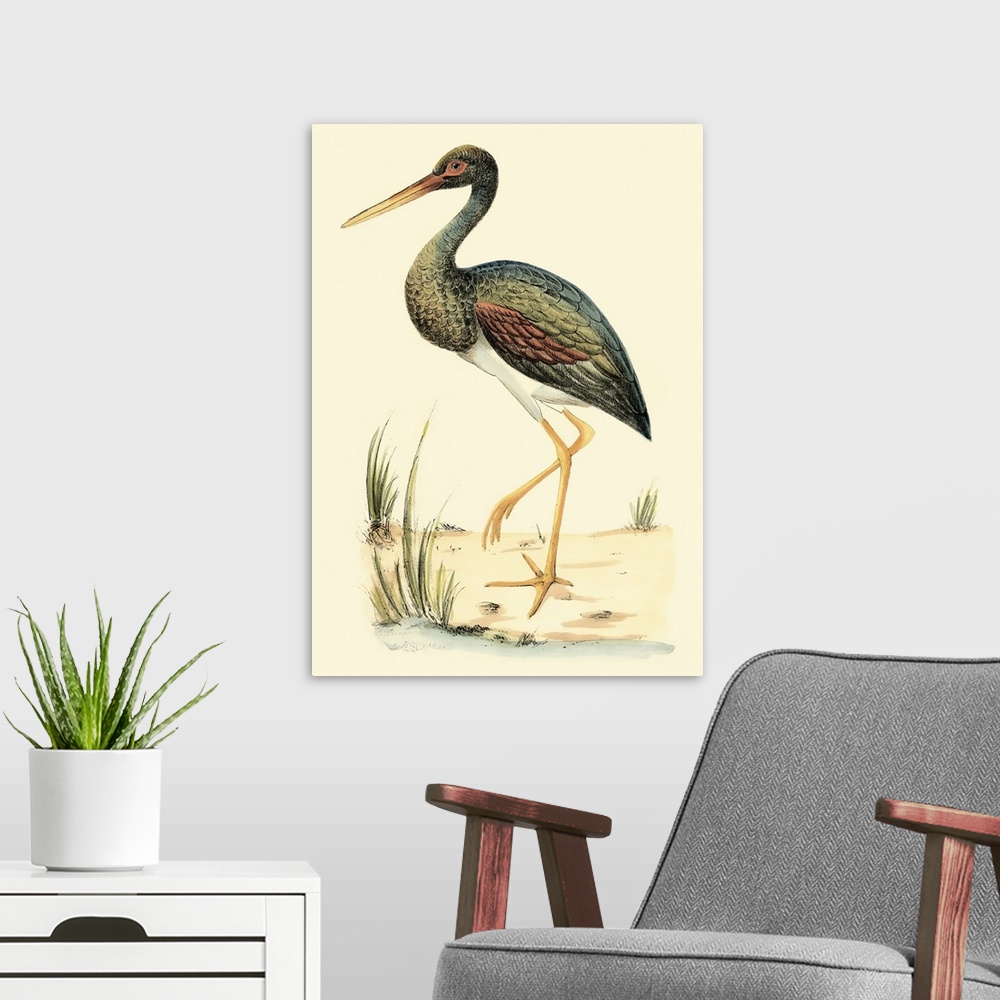 A modern room featuring Vintage stylized illustration of a species of Ibis.