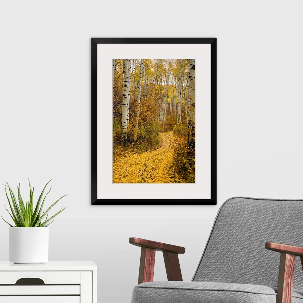 A modern room featuring A vertical photograph taken of a path in the forest lined with aspen trees and yellow leaves that...