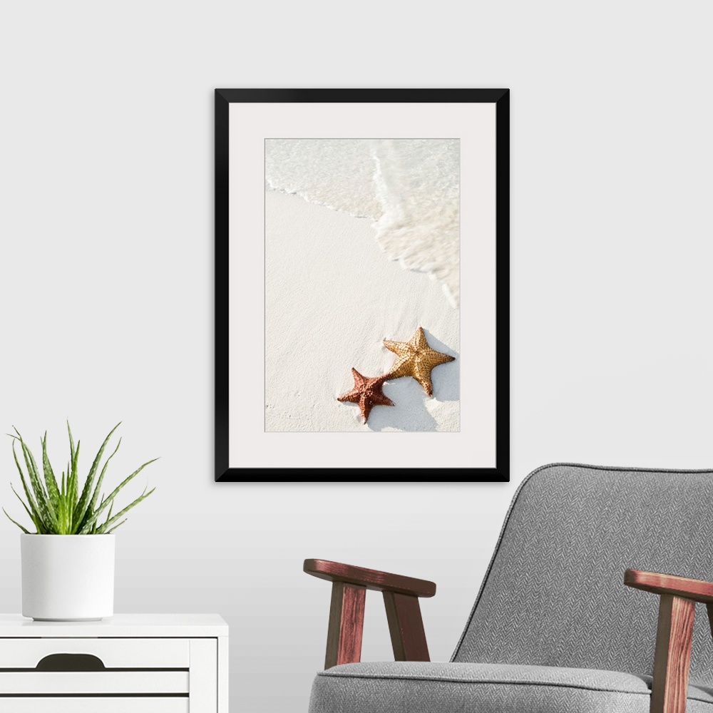 A modern room featuring Big photograph shows a couple marine echinoderms with five radiating arms sitting next to each ot...