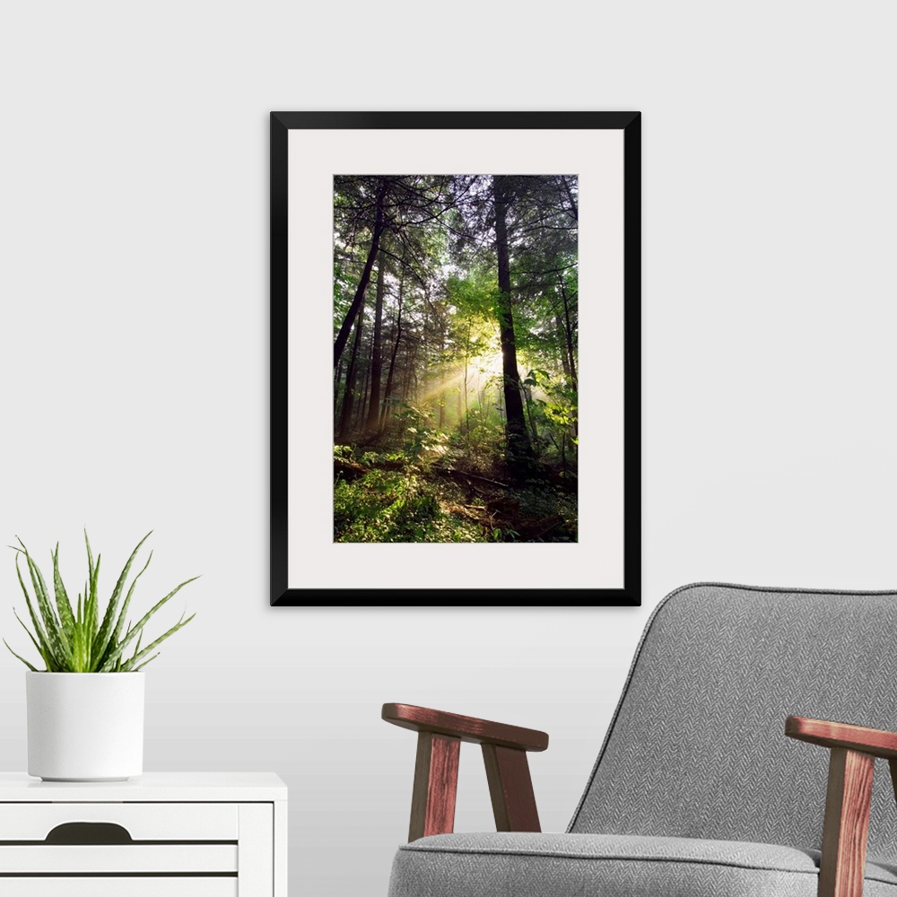 A modern room featuring Light shines through gaps in the summer foliage to illuminate the forest floor in this vertical l...