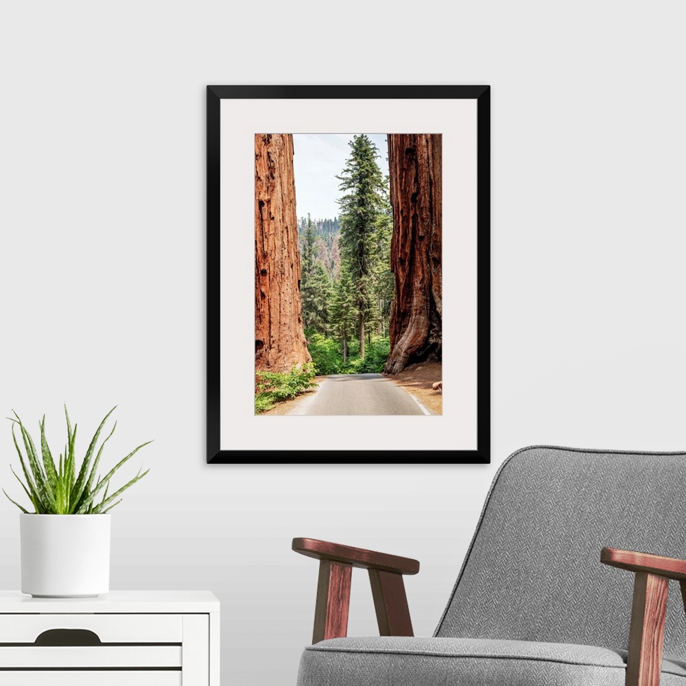 A modern room featuring A road splits two giant Sequoias in Sequoia National Park, California.