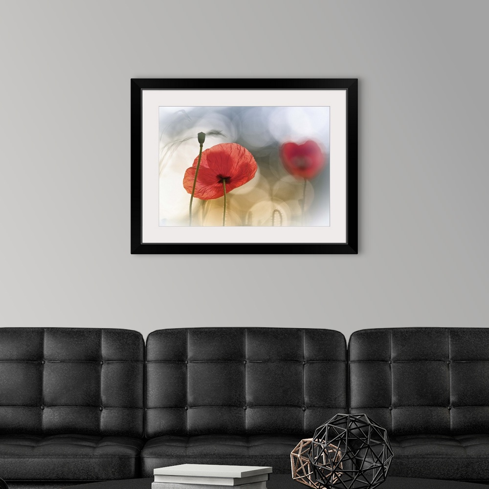 A modern room featuring Artist photograph of a red poppy against an abstract background.