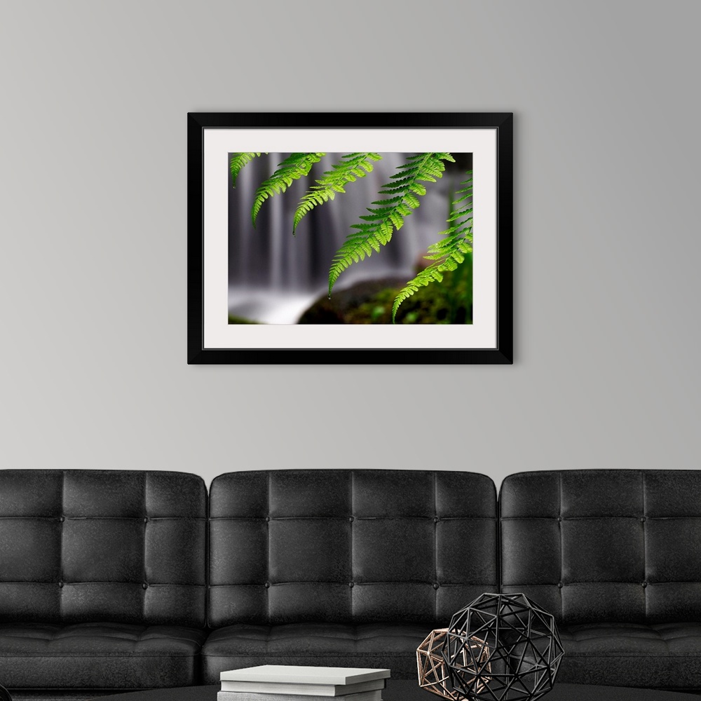 A modern room featuring Giant photograph focuses on a close-up of cascading ferns in intense focus, while a noisy waterfa...