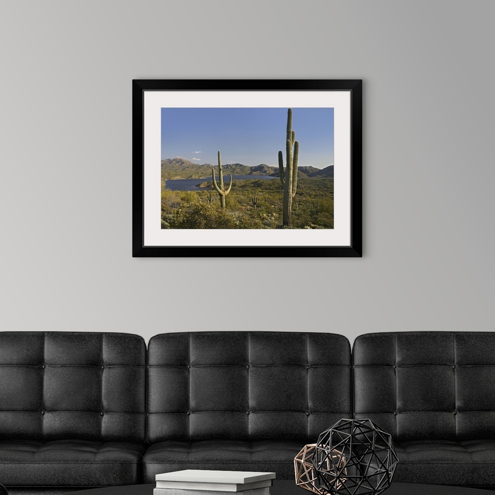 A modern room featuring Saguaro (Carnegiea gigantea) cactus at Bartlett Lake, Arizona