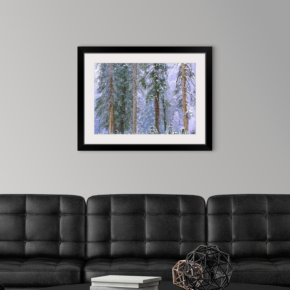 A modern room featuring Winter in Yosemite National Park, California