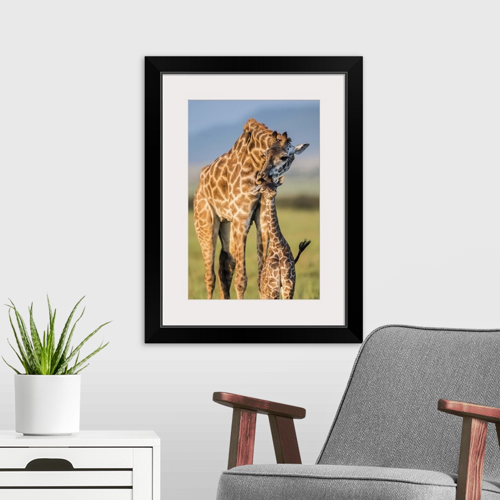 A modern room featuring A mother giraffe nuzzles its baby on the African plain.