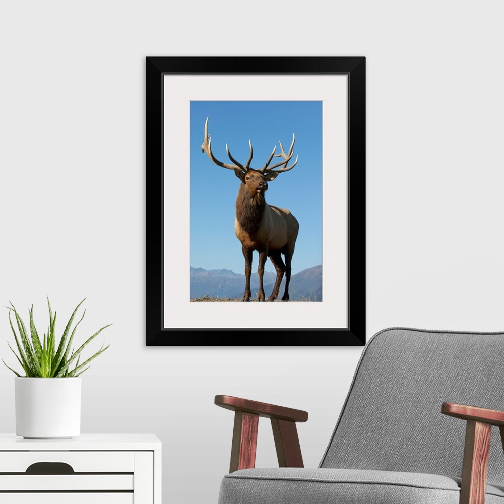 A modern room featuring A Rocky Mountain Bull Elk Bugling During The Autumn Rut, Southcentral Alaska