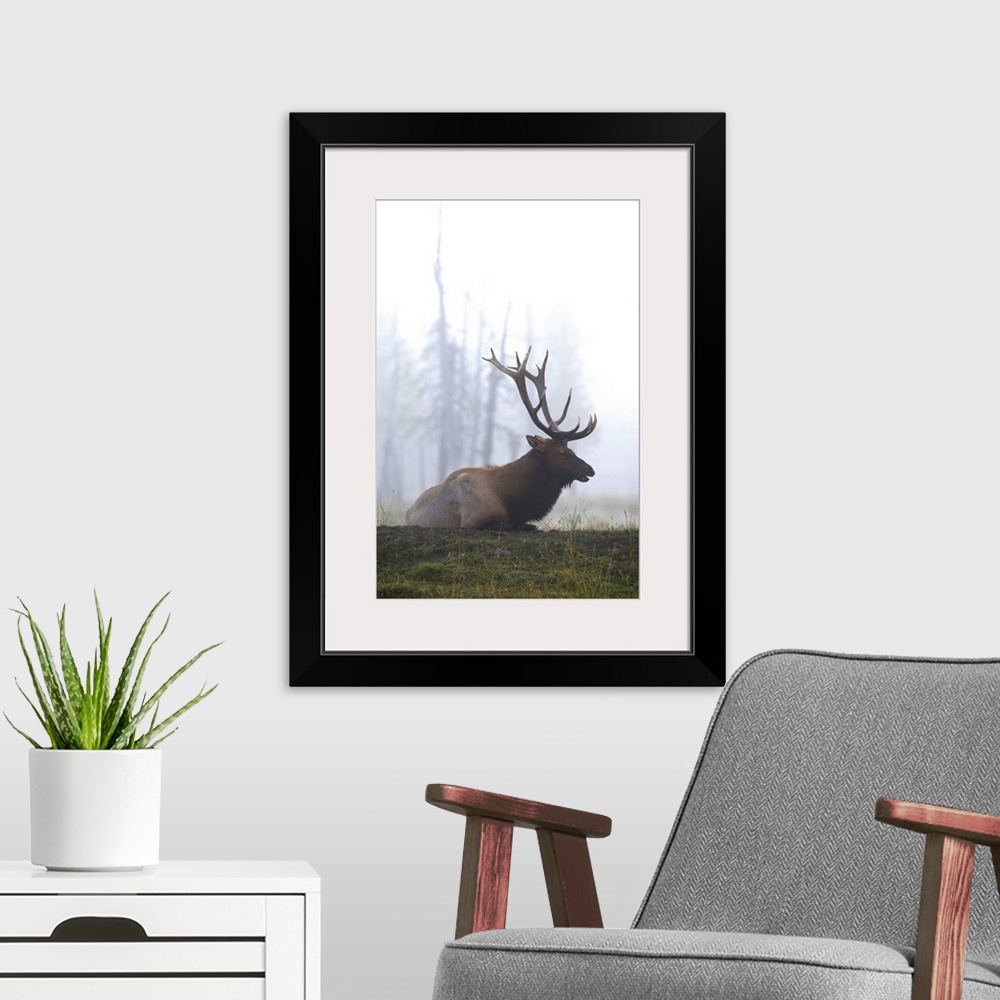 A modern room featuring A Roosevelt Bull Elk Lies On A Hillside In Early Morning Fog, Southcentral Alaska