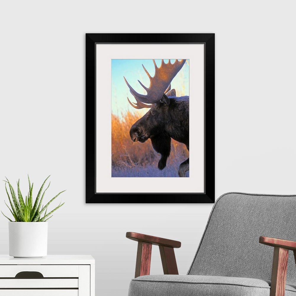 A modern room featuring Bull Moose At Dawn, Autumn, Rocky Mountains