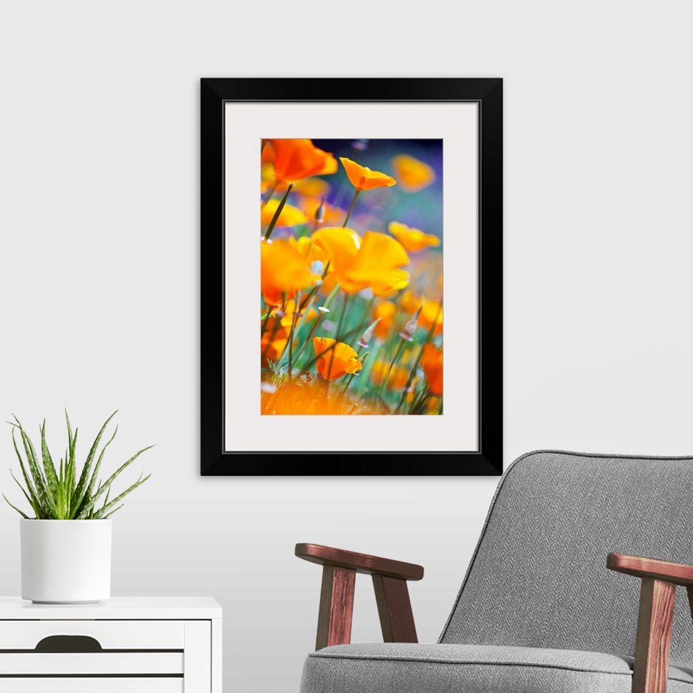 A modern room featuring California Poppies