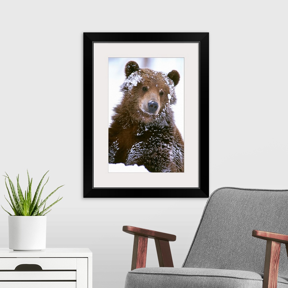 A modern room featuring Grizzly bear standing with face covered in snow