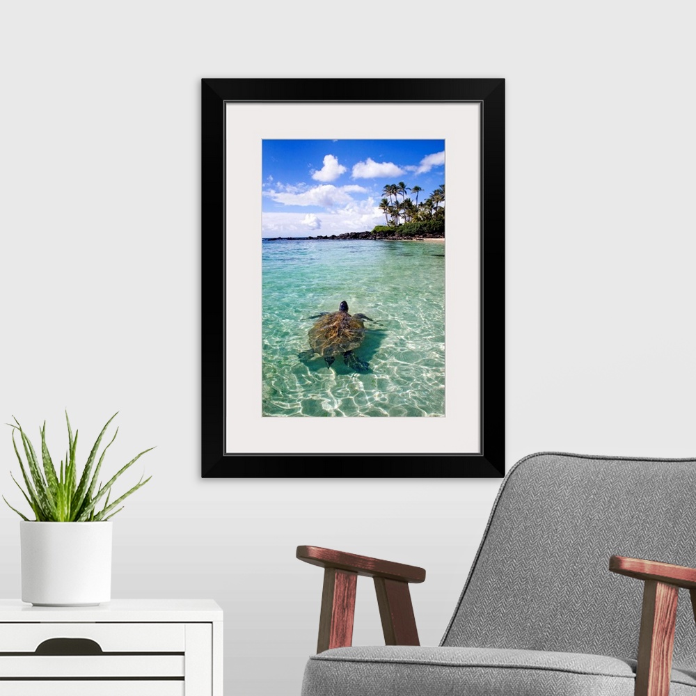 A modern room featuring Vertical photo print of a big turtle swimming in the ocean near the shore with his head sticking ...