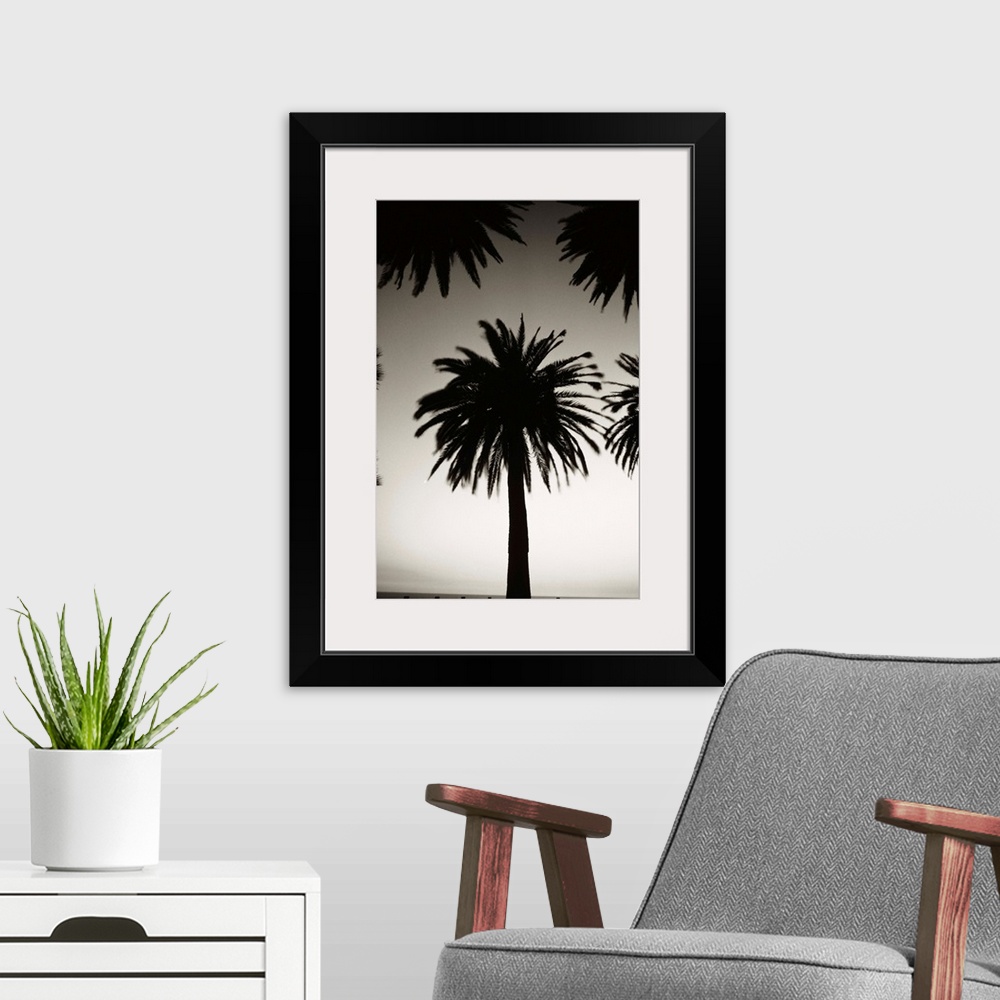 A modern room featuring Silhouetted palm tree centered between other palm tree tops at dusk