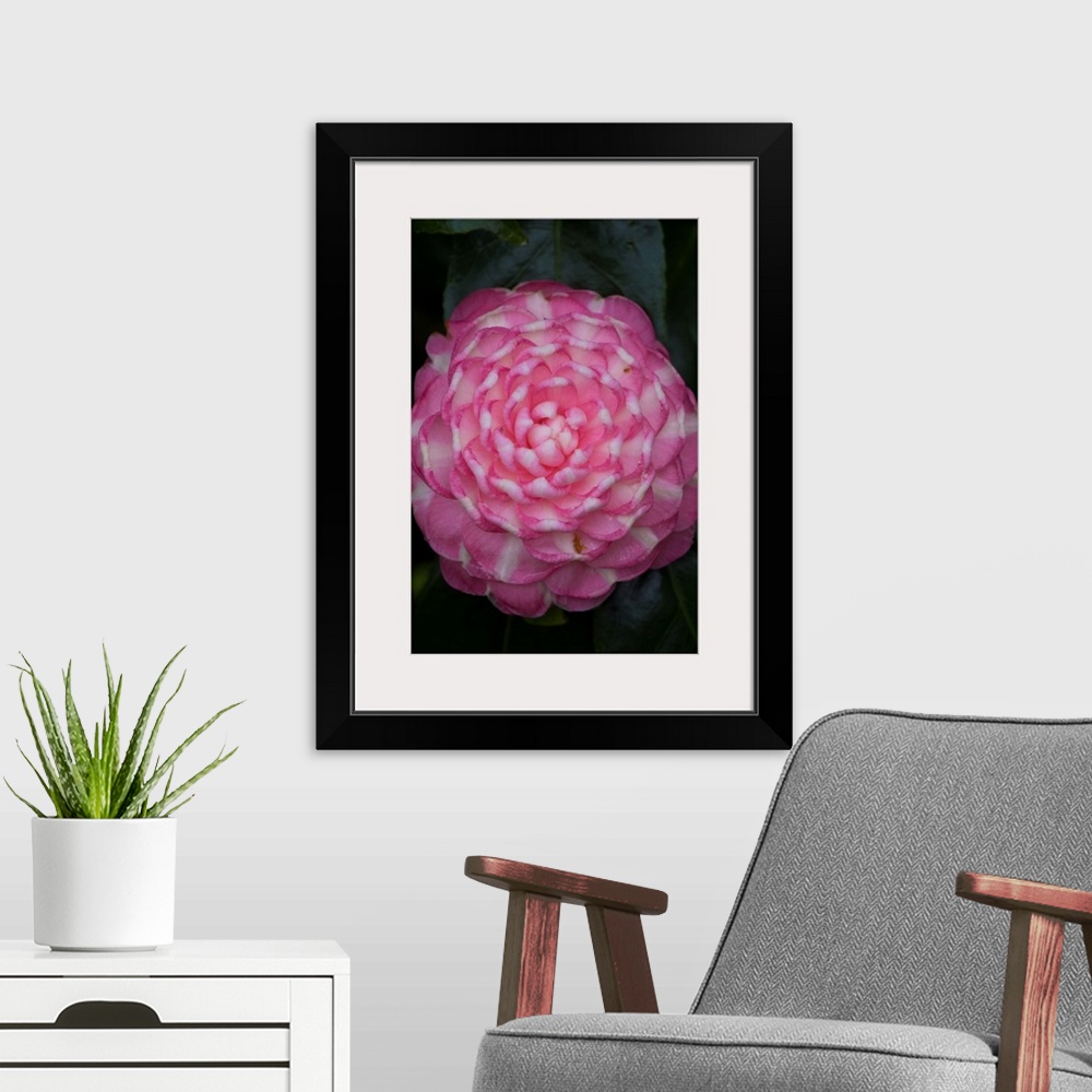 A modern room featuring Macro photograph of a flower with patterns of pink and cream.