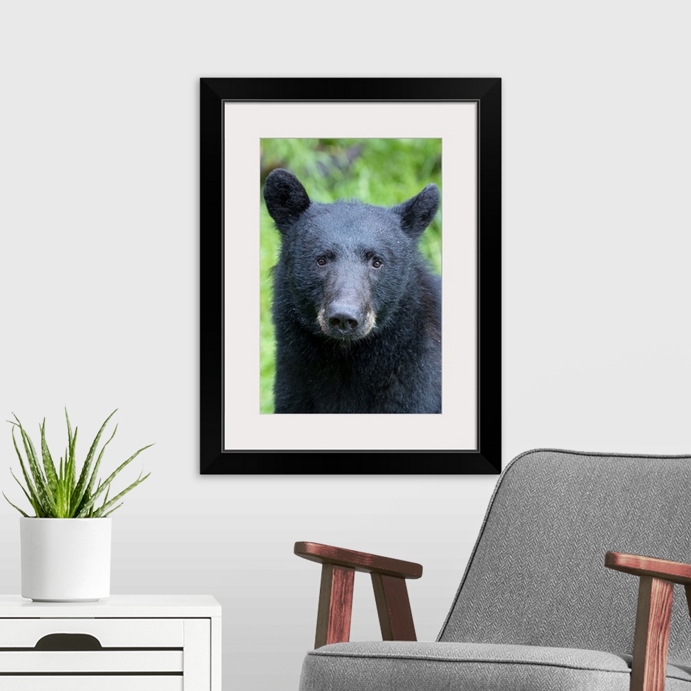 A modern room featuring Alaska, Tongass National Forest, Anan Creek. American black bear Face detail.