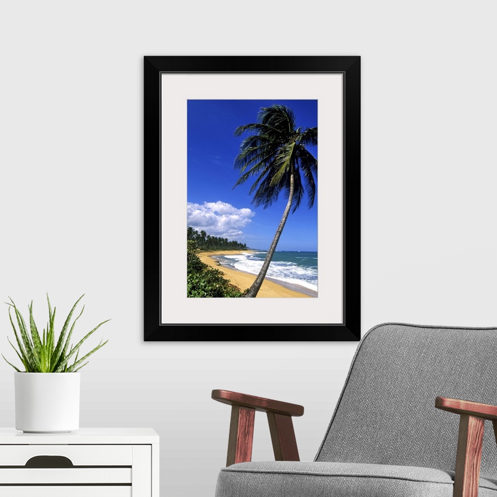 A modern room featuring Caribbean, Puerto Rico, San Juan, Isla Verde, Palm tree lined beach